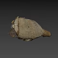 Ancient Fossil Skull Specimen Number 44 85 From Science Lab University of Nevada