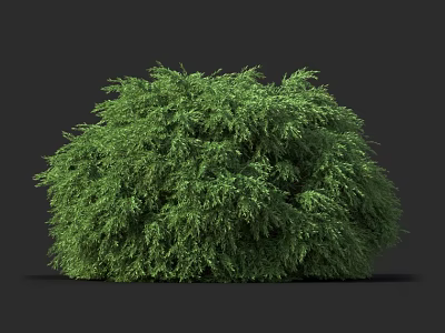 Vibrant Green Shrub With Lush Dense Foliage For Outdoor Garden Design 3d model
