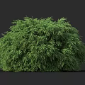 Vibrant Green Shrub With Lush Dense Foliage For Outdoor Garden Design