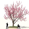 Tall Tree With Pink Blossoms And Two People Standing And Sitting On Circular Grass Base