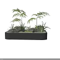 Courtyard Garden Design With Concrete Planter Palm Plants Ferns Stones And Grass