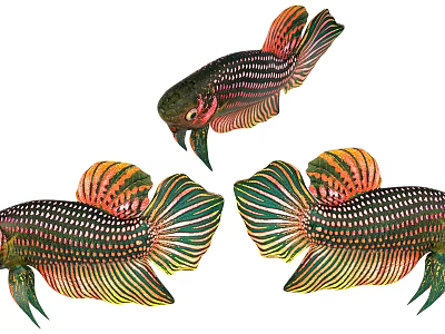 Thai fighting fish 3d model