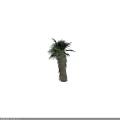 Tall Exotic Palm Arbor Featuring Lush Green Fronds And Textured Trunk