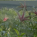 Pink And White Lilies Growing By Calm Water With Green Grass And Wildflowers
