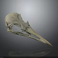Realistic Bird Skull Anatomy Showing Detailed Bone Structure And Natural Form