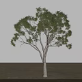 Garden Landscape Featuring Single Tree With Slender Trunk And Spreading Lush Green Leaves On Grassland