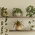 Potted Plants on Wooden Shelves with Hanging Vines Bushy Yellow Leaved Succulent in Different Pots