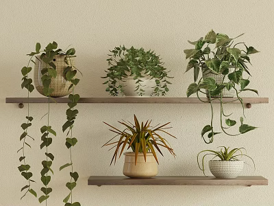 Potted Plants on Wooden Shelves with Hanging Vines Bushy Yellow Leaved Succulent in Different Pots 3d model