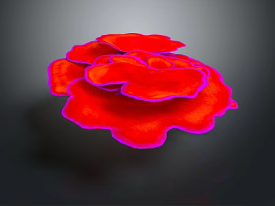 Vibrant Red Flower Shaped Vegetable With Pink Edges On Dark Background 3d model