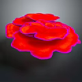 Vibrant Red Flower Shaped Vegetable With Pink Edges On Dark Background
