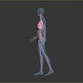 Head Organs Anatomical Structure Display In Transparent Human Body Model 3d model