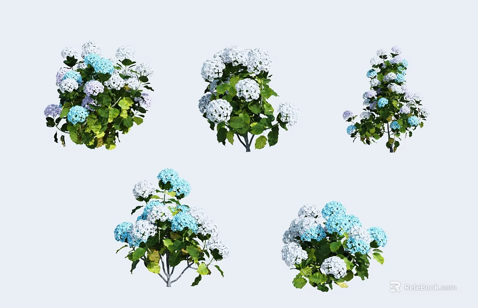 Beautiful Blue And White Hydrangea Flowers With Green Leaves And Various Arrangements 3d model 