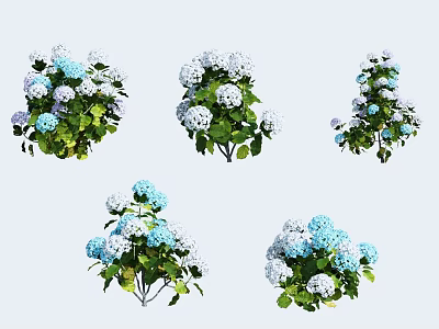 Beautiful Blue And White Hydrangea Flowers With Green Leaves And Various Arrangements 3d model