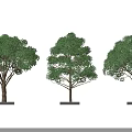 Three Trees With Straight Trunks Lush Green Leaves And Square Gray Planters