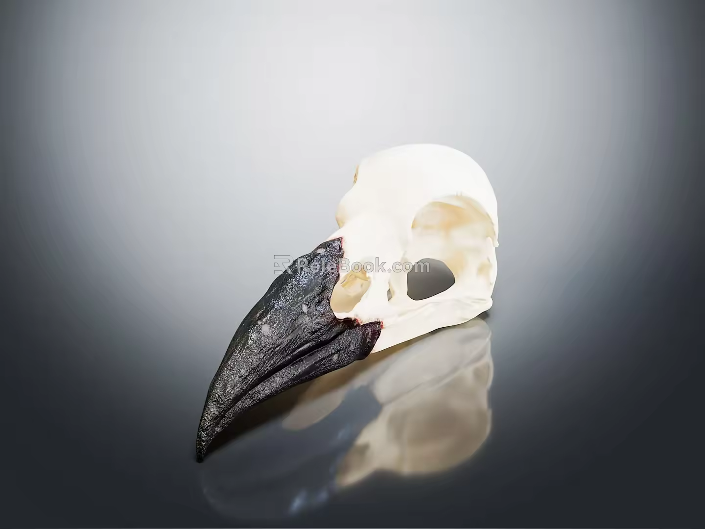 Modern skull The skull of the raven 3d model