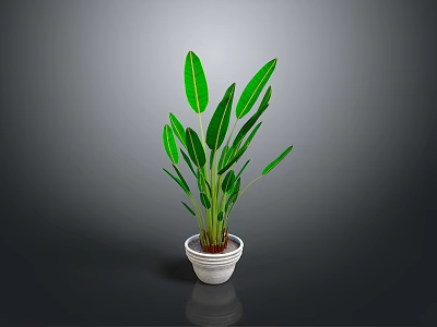 Green Indoor Plant With Large Leaves In White Pot And Gray Background 3d model
