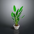 Green Indoor Plant With Large Leaves In White Pot And Gray Background
