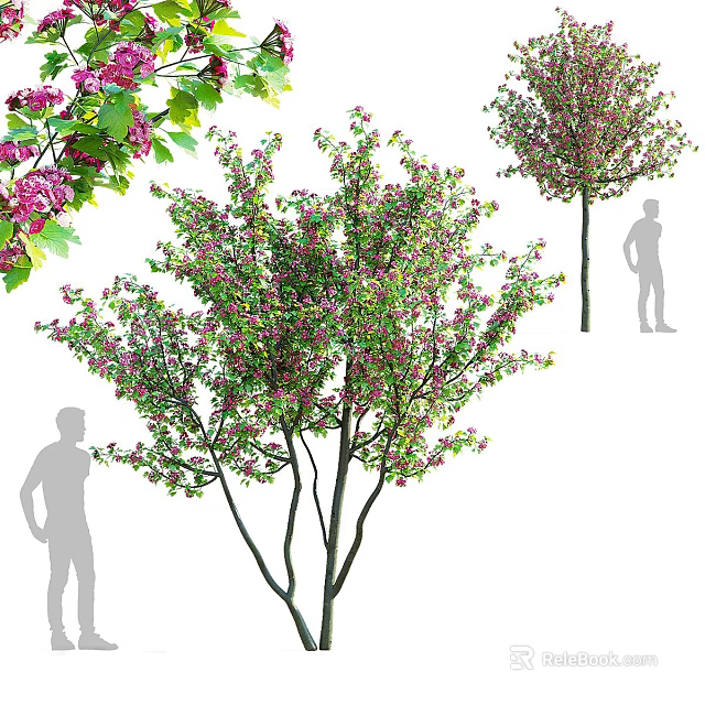 Ornamental Arbor With Pink Blossoms And Green Leaves In Landscape Design 3d model 