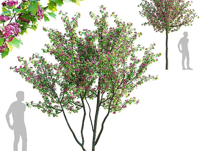 Ornamental Arbor With Pink Blossoms And Green Leaves In Landscape Design 3d model