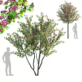 Ornamental Arbor With Pink Blossoms And Green Leaves In Landscape Design