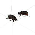 Two Dark Beetles With Shiny Exoskeletons Long Legs And Horned Heads On White Background