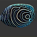 Colorful Tropical Fish With Neon Blue Stripes And Spiral Patterns On Dark Background