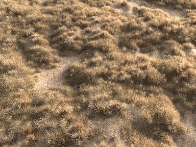 Dry Tan Grass on Sandy Ground with Varying Heights in Arid Area Covering Sparse Landscape 3d model