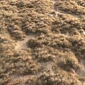 modern grassland desert grassland 3d model