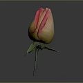 Vibrant Rose with Pink and Yellow Gradient Petals Green Stem and Leaves on Gray Background
