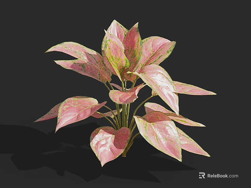 Vibrant Pink And Green Leaf Plant In Decorative Vase For Home Decoration 3d model 