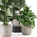 Various Potted Bonsai Plants With Different Green Leaves And Decorative Planters