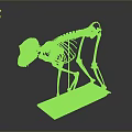 Mammalian Skeleton Organ Structure Display on Blue Base Stand with Detailed Bones