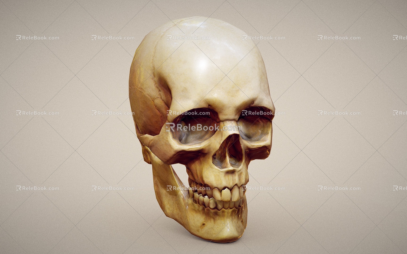 human skull skull 3d model