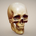 human skull skull 3d model