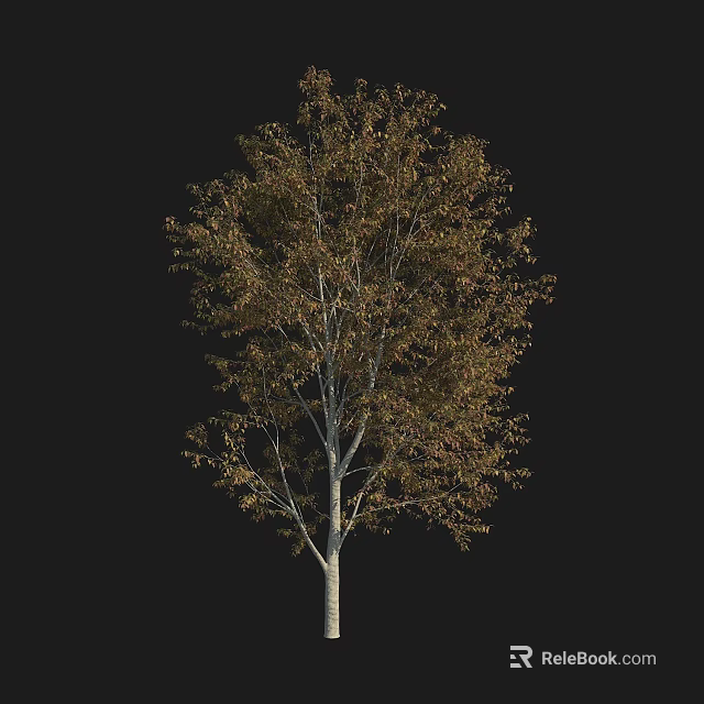 Single Arbor With White Trunk And Brown Leaves On Black Background 3d model
