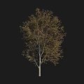 Single Arbor With White Trunk And Brown Leaves On Black Background 3d model