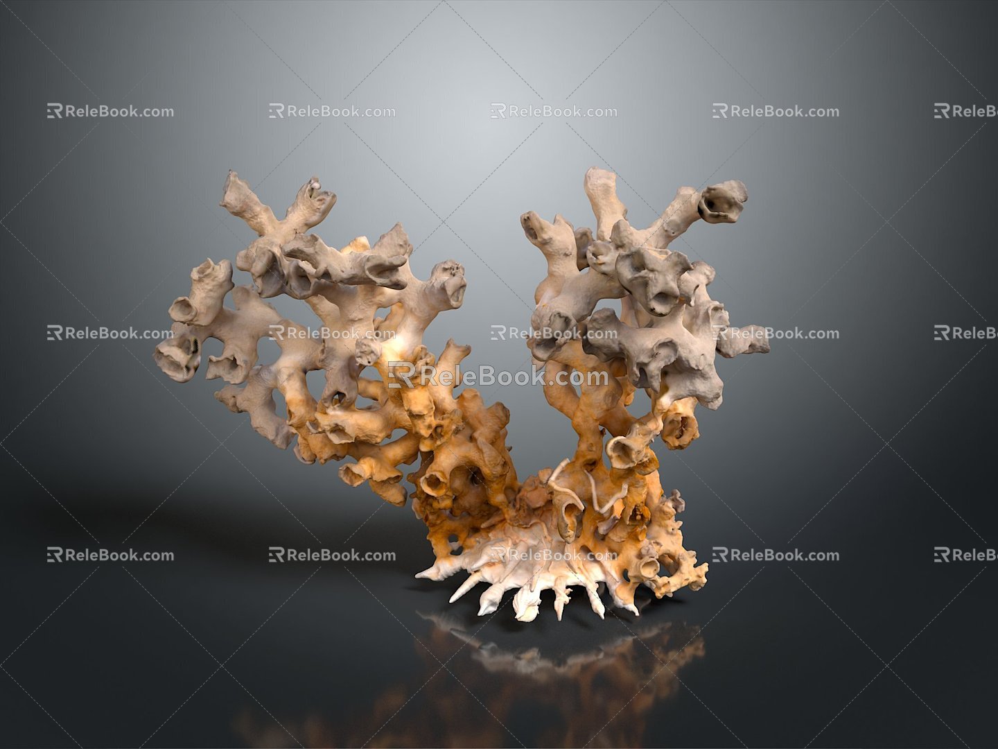 Coral Red Coral White Coral Blue Coral Gold Coral Black Coral Ball Coral Grass Coral Fine Finger Anemone 3d model