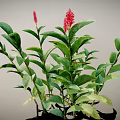 Green Plant Featuring Red Flower Spikes Lush Green Leaves and Bushy Foliage