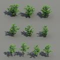 Multiple Green Arbor Trees With Various Forms And Shadows On Gray Background 3d model