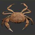 Detailed View Of Orange Fresh Crab With Large Claws On Smooth Surface Showing Reflection