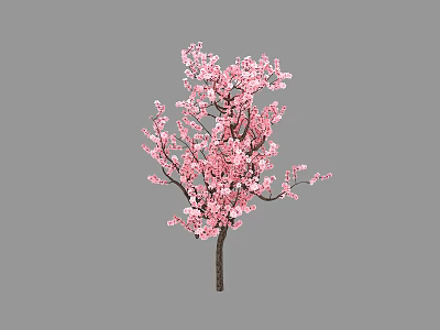 Blooming Pink Blossom Tree With Lush Pink Flowers And Brown Trunk 3d model
