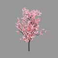 Blooming Pink Blossom Tree With Lush Pink Flowers And Brown Trunk
