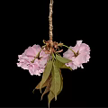 Beautiful Pink Cherry Blossom Flower Cluster With Fresh Leaves And Black Background
