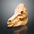 Medical Device Animal Skull Anatomical Model For Veterinary Teaching Training With Detailed Bone Structure