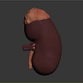 3D Model of Human Kidney with Red Purple Structures and Red Blood Vessels