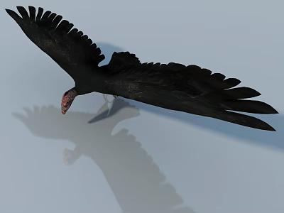 Flying Reptile Draco Lizard Gliding With Extended Wings And Reflection 3d model
