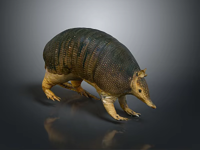 Armadillo With Detailed Shell Texture Standing On Gray Background Showcasing Natural Form 3d model