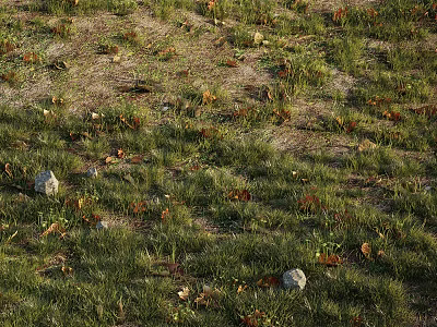 Natural Green Grass Area With Brown Fallen Leaves And Scattered Stones 3d model