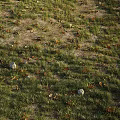 Natural Green Grass Area With Brown Fallen Leaves And Scattered Stones