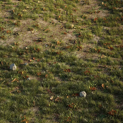 Natural Green Grass Area With Brown Fallen Leaves And Scattered Stones 3d model